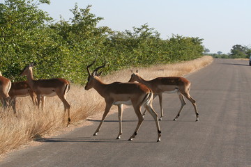 south African wildlife