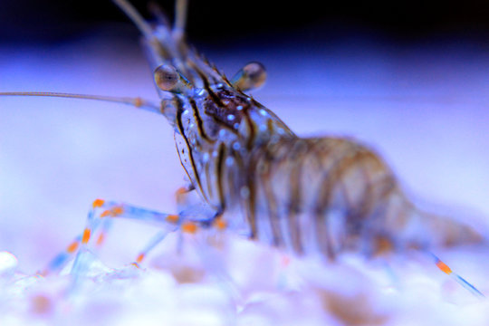 Cristal Shrimp - Palaemon Elegans 
