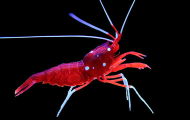 Red Fire shrimp - Lysmata Debelius 