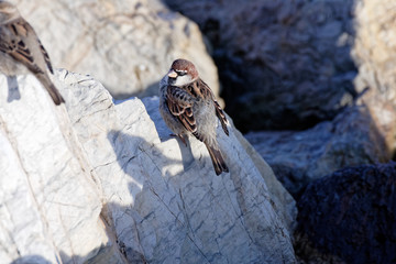 very nice house sparrow
