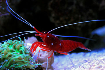 Red Fire shrimp - Lysmata Debelius 