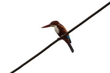 White-Throated Kingfisher bird on a electric wire