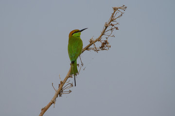  green bee-eater perched on a branch
