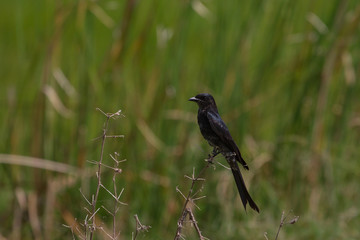 Obraz premium Black drongo beautiful bird in forest