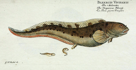 Illustration of a fish.