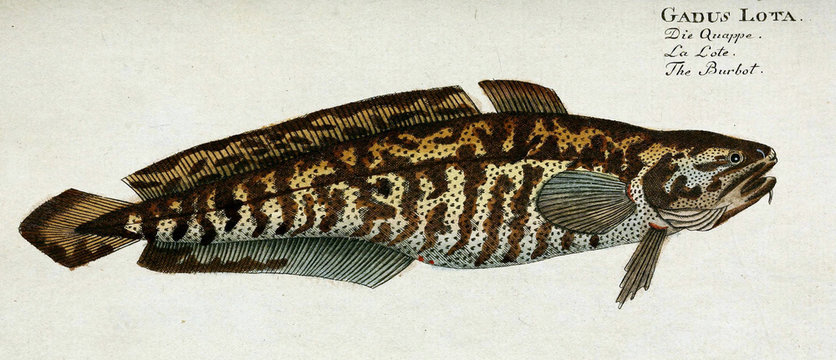 Illustration of a fish.
