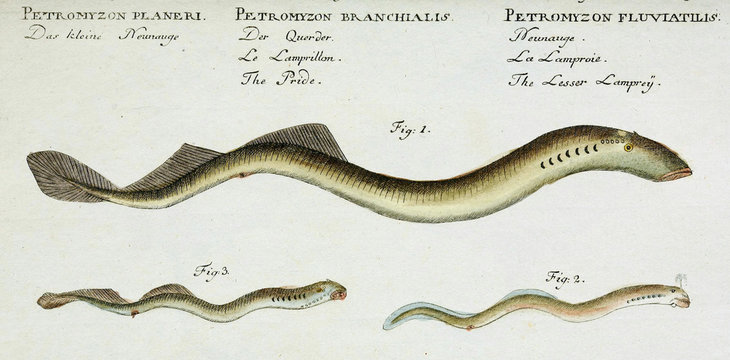 Illustration of a fish.