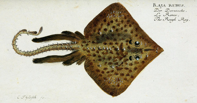 Illustration of a fish.