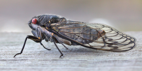 A black prince cicada sitting on wooden beam