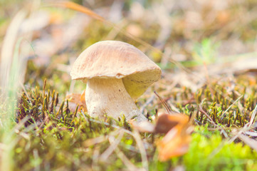 Mushroom