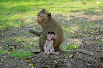 monkey with baby