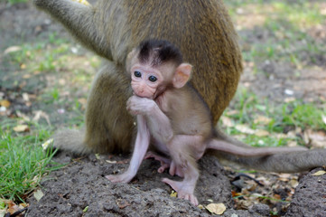 monkey baby