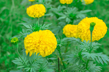 Beautiful marigold flowers in the garden.