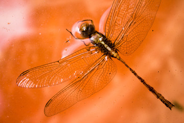 beautiful dragonfly with orange background