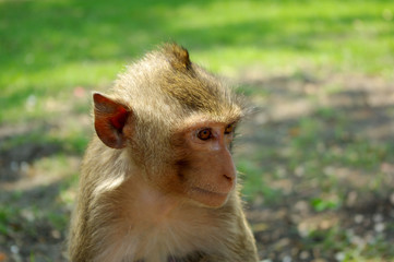 Fototapeta premium monkey head
