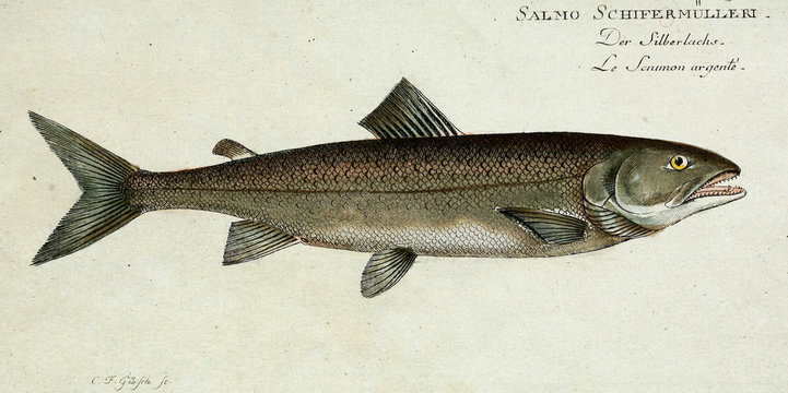 Illustration of a fish.