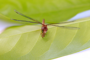 Dragonfly on the green leaf and on the white background. it is a fast flying long bodied predator insect with two pairs of large wings that are spread out sideways.