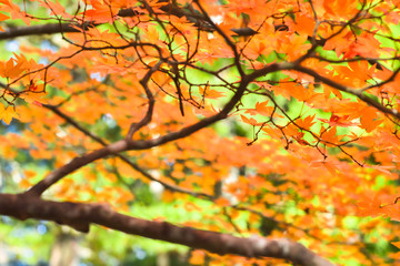 Autumn season colorful of tree and leaves