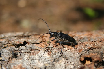 Insect. The Republic Of Komi. The Subpolar Urals. (The Vast Russia! Sergey, Bryansk.)