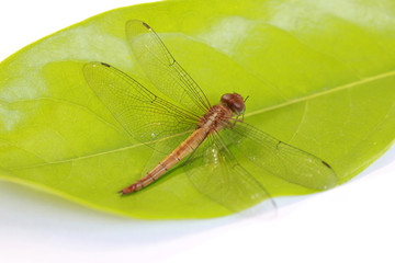 Dragonfly on the green leaf and on the white background. it is a fast flying long bodied predator insect with two pairs of large wings that are spread out sideways.