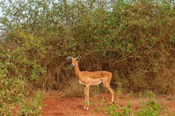 Naklejka na ściany i meble Impala Female in the Wilderness