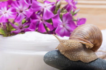 concept snail on stone on a background of pink flowers