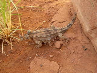 thorny devil