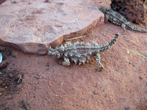 Thorny Devil