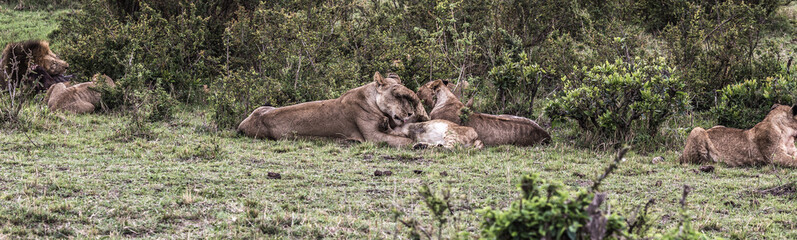 Savanne der Maasai Mara/Africa und ihre Löwen