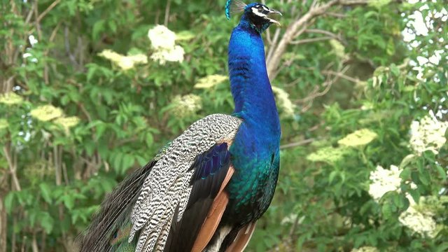 peacocks screams on a branch in forest, 4k
