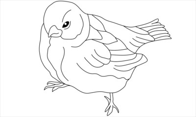Vector bird on white background