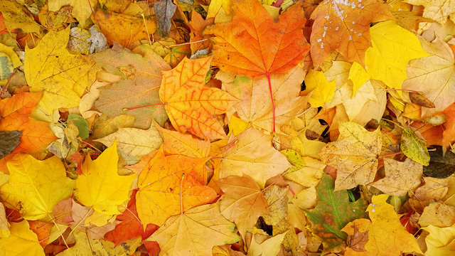 Bright autumn background from fallen leaves of maple