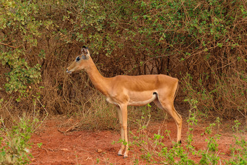 Impala Female in the Wilderness