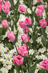 pink tulips flowers blooming in a garden