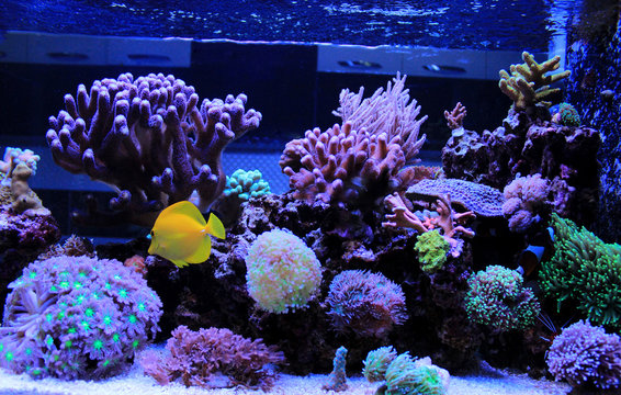 Coral reef aquarium scene