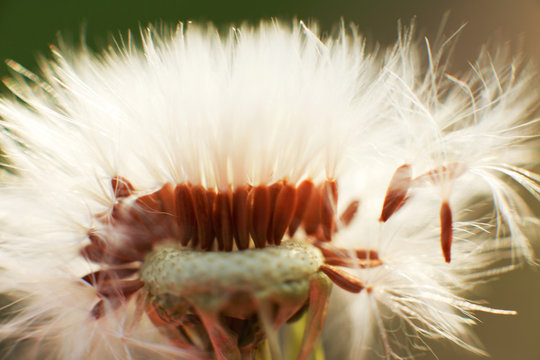 dandelion with flying seeds. dandelion parachute close-up.