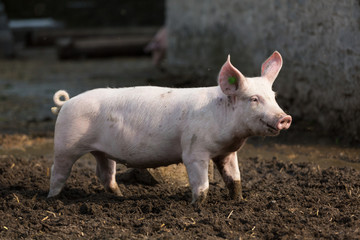 pink pig in the stable