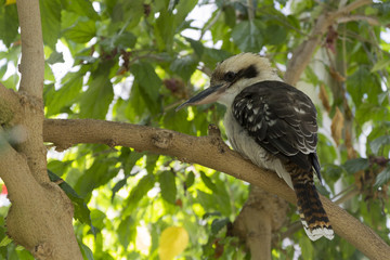 oiseau Kookaburra