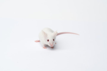 white laboratory mouse close-up on a white background