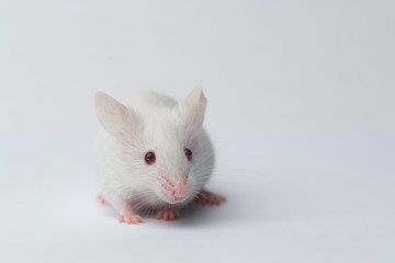 Fototapeta na wymiar white laboratory mouse close-up on a white background