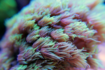 Naklejka premium Goniopora lps coral in aquarium 