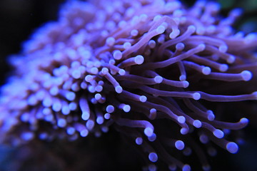 Fototapeta premium Koralowiec Euphyllia LPS w zbiorniku rafowym