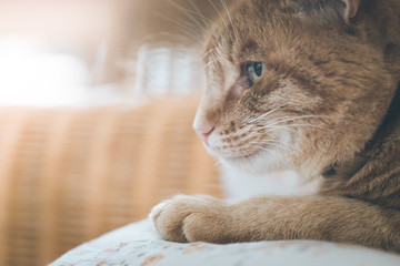 Katze liegt auf Polster, Blick in die Ferne