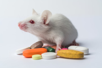 white laboratory mouse close-up and colorful medicine on a white background
