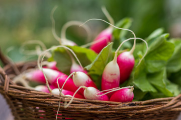 Bunch of radishes in a wicker basket