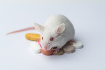 white laboratory mouse close-up and colorful medicine on a white background