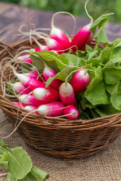 Bunch of radishes in a wicker basket