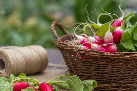 Bunch of radishes in a wicker basket