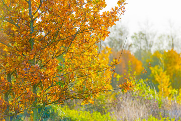 Naklejka na ściany i meble Tree in autumn leaf colors in a field in sunlight at fall