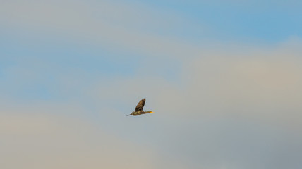 Bird flying in a blue cloudy sky in sunlight